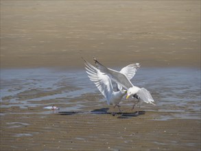 Two seagulls arguing over a fish on the beach and spreading their wings, quarrelling seagulls on a