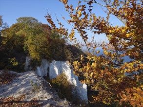 Autumn coloured trees and leaves on a cliff overlooking the blue sea in bright sunshine, autumn