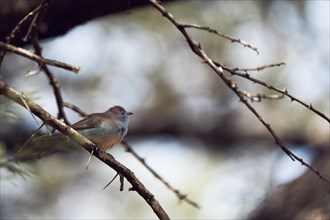 Blue Astrild, Limpopo, South Africa, Africa