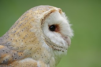 Barn owl (Tyto alba), portrait, captive, North Rhine-Westphalia, Germany, Europe