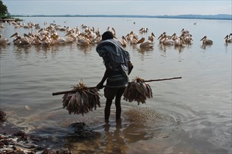 Fisherman carrying fishes he fished, pelicans waiting for food, lake Tana, Ethiopia, Africa