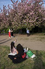 Germany, Berlin, 13.04.2024, cherry blossom Norwegerstrasse / Norwegerweg, folk festival, picnic,