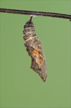 Small tortoiseshell (Nymphalis urticae, Aglais urticae), pupa shortly in front of hatching, North