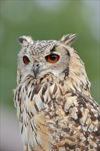 Bengal Eagle Owl (Bubo bengalensis, Bubo bubo bengalensis), captive, occurrence in Asia