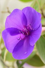 Princess flower or glossy tibouche (Tibouchina urvilleana), flower, native to Brazil, ornamental