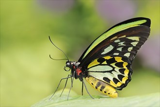 Bird moth (Ornithoptera priamus), male, captive, occurrence in Australia