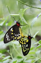 Bird moth (Ornithoptera priamus), male and female copulating, captive, occurrence in Australia