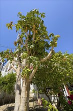 Tree of with papaya fruits, Tymbaki, Crete, Greece, Europe