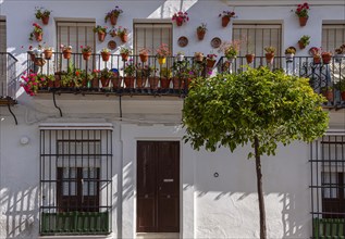 Decorative balcony with flowers and plants, Vejer, Andalusia, Spain, Europe