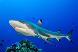 Blacktip reef shark (Carcharhinus melanopterus) Blacktip reef shark swimming with spread fins Shark