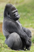 Western lowland gorilla (Gorilla gorilla gorilla), male, silverback, captive, occurring in Africa