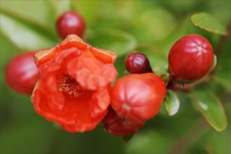 Dwarf pomegranate (Punica granatum var. nana), flowers, ornamental plant, North Rhine-Westphalia,