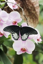 Scarlet Swallowtail (Papilio rumanzovia), male on flowers of a butterfly orchid (Phalaenopsis spec