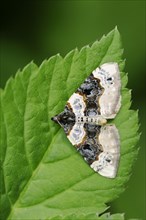 Black-eyed banded moth or eyespot leafhopper (Cosmorhoe ocellata, Cidaria ocellata), North