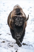 European bison (Bison bonasus) in winter with closed snow cover, Rhineland-Palatinate, Germany,