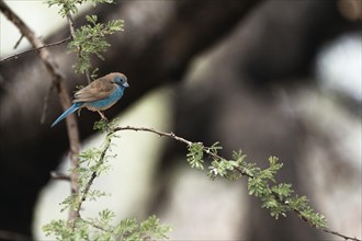 Blue Astrild, Limpopo, South Africa, Africa