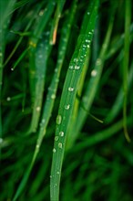 Blade of grass with delicate water droplets in front of a green and blurred background, spring,