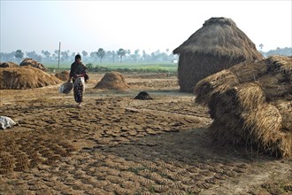 Drying cow dungs, Bihar, India, Asia