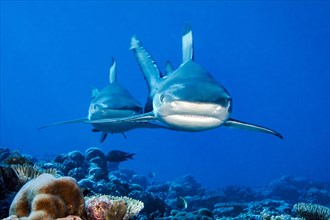 Two sharks blacktip reef sharks (Carcharhinus melanopterus) Blacktip reef shark Shark swimming