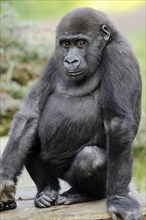 Western lowland gorilla (Gorilla gorilla gorilla), juvenile, captive, occurring in Africa