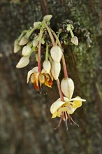 Cocoa tree (Theobroma cacao), flowers on the tree