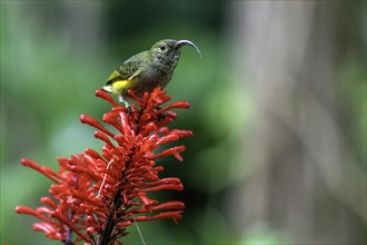 A small bird with a curved beak sits on a red inflorescence in green surroundings, Madagascar,