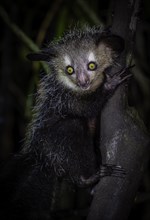 An aye-aye lemur with big eyes clings to a tree at dusk, Madagascar, Africa