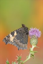 Small tortoiseshell (Nymphalis urticae, Aglais urticae), North Rhine-Westphalia, Germany, Europe