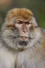 Barbary macaque (Macaca sylvanus), male, portrait, captive, occurring in Morocco, Algeria and