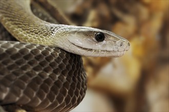 Black mamba (Dendroaspis polylepis), captive, occurring in Africa