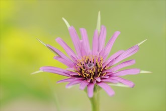 Purple salsify (Tragopogon porrifolius), flower, Provence, France, Europe