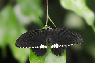 Common Mormon or Common Mormon (Papilio polytes), male, captive, occurring in Asia