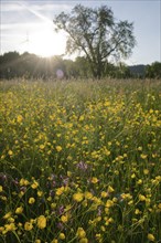 Flower meadow at dusk, wind power, wind turbine, wind energy, renewable energies, Mainhardt Forest,
