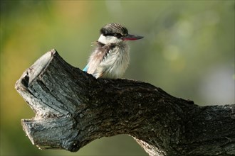 Streifenliest, Limpopo, South Africa, Africa