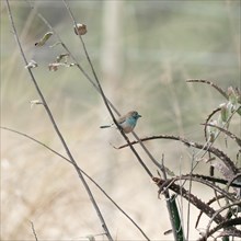 Blue Astrild, Limpopo, South Africa, Africa