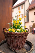 A basket of yellow flowers on a street in front of old houses in rustic style, spring, Nagold,