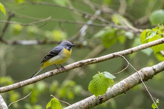 Grey wagtail (Motacilla cinerea), Rhineland-Palatinate, Germany, Europe