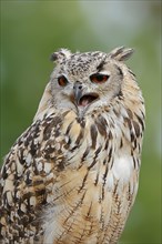 Bengal Eagle Owl (Bubo bengalensis, Bubo bubo bengalensis), captive, occurrence in Asia