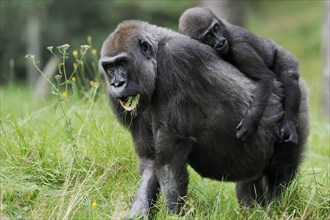 Western lowland gorilla (Gorilla gorilla gorilla), female with young on her back, captive,