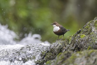 White-throated Dipper (Cinclus cinclus), at a torrent, Rhineland-Palatinate, Germany, Europe