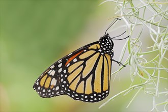 Monarch butterfly or monarch butterfly (Danaus plexippus), captive, occurrence in America