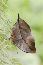 Indian oakleaf (Kallima inachus), captive, occurring in Asia