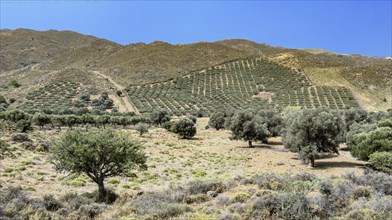 Olive plantation on the edge of Messara Plain Asterousia Mountains, Crete, Greece, Europe