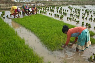 Women working in a rice field, Jharkhand, India, Asia