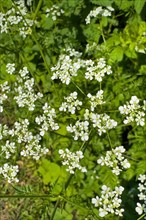 Small white flowers of common yarrow (Achillea millefolium), Germany, Europe
