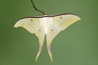 Indian luna moth (Actias selene), male, captive, occurrence in Asia