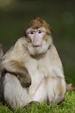 Barbary macaque (Macaca sylvanus), captive, occurring in Morocco, Algeria and Gibraltar