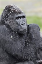 Western lowland gorilla (Gorilla gorilla gorilla), female, captive, occurring in Africa