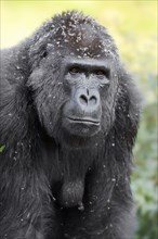 Western lowland gorilla (Gorilla gorilla gorilla), female, captive, occurring in Africa