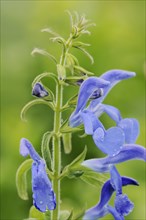 Gentian sage (Salvia patens), flowers, native to Central America